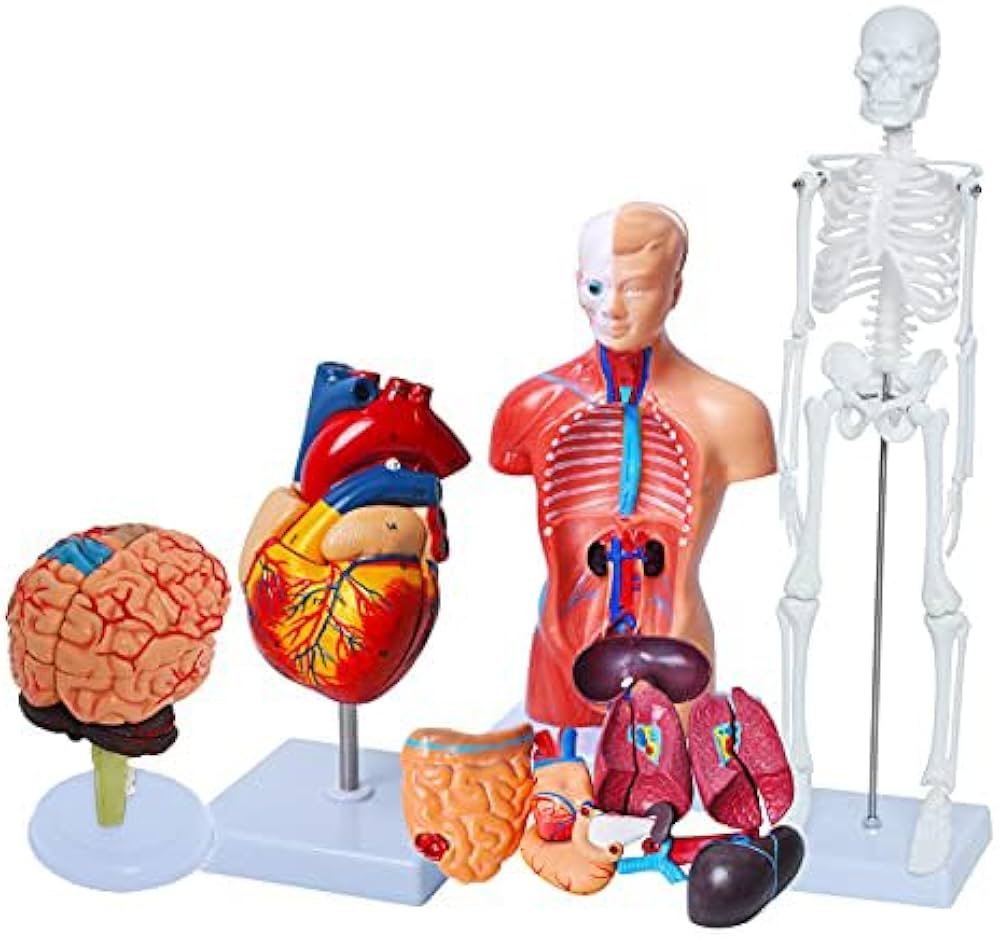 Anatomical Models