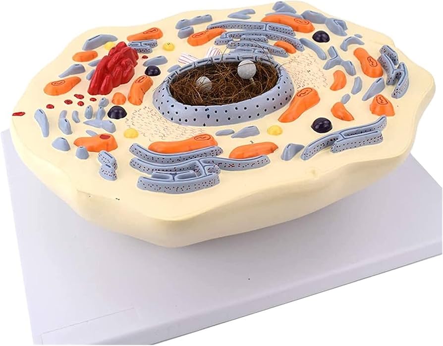 Biology Cells